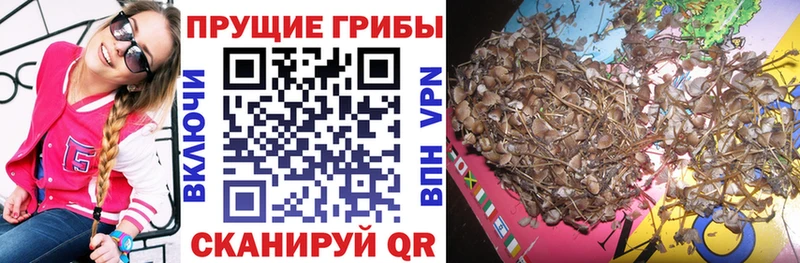 наркота  Нижнеудинск  Псилоцибиновые грибы MAGIC MUSHROOMS 